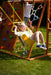 Sycamore Backyard Climbing Set – 2 Swings, Trapeze Bar & Outdoor Fun - Sweatfully