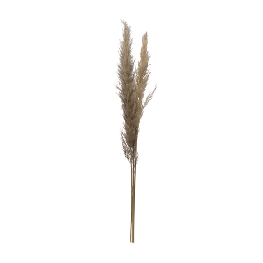 Dried Natural Pampas Grass Bunch - Sweatfully