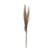 Dried Natural Pampas Grass Bunch - Sweatfully