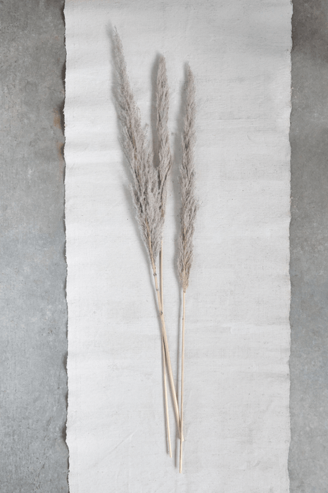Dried Natural Pampas Grass Bunch - Sweatfully