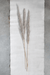 Dried Natural Pampas Grass Bunch - Sweatfully