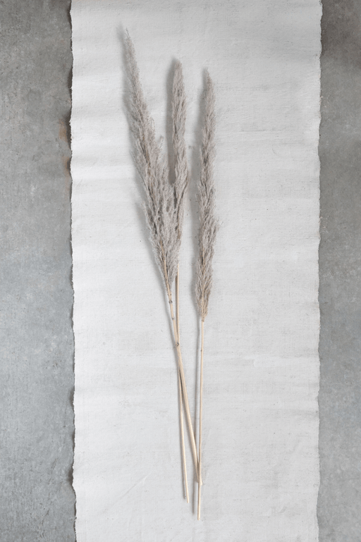 Dried Natural Pampas Grass Bunch - Sweatfully