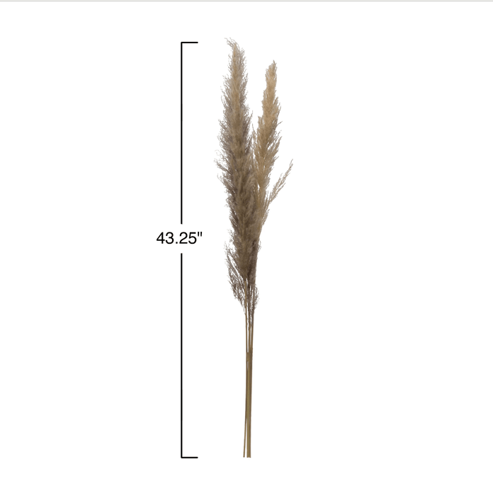 Dried Natural Pampas Grass Bunch - Sweatfully