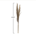 Dried Natural Pampas Grass Bunch - Sweatfully