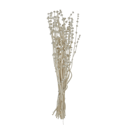 Dried Natural Lions Tail Bunch - Sweatfully