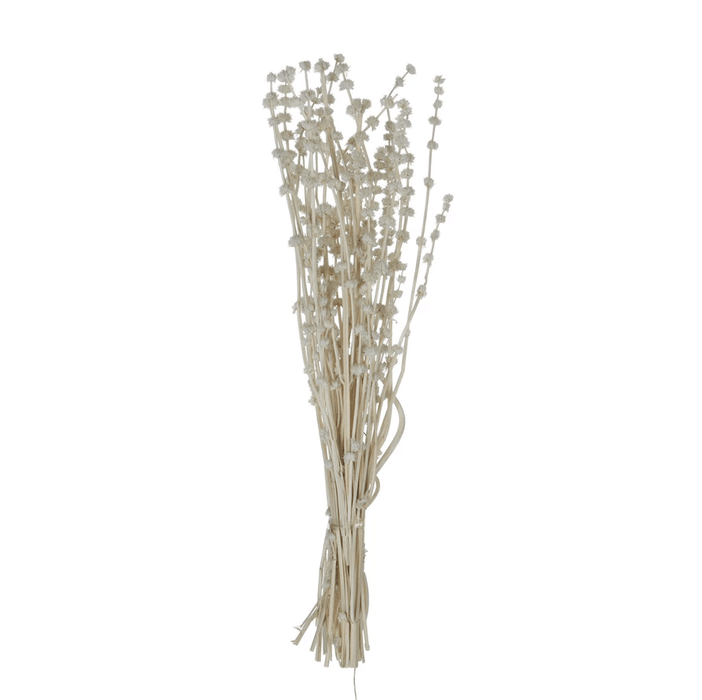 Dried Natural Lions Tail Bunch - Sweatfully