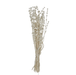 Dried Natural Lions Tail Bunch - Sweatfully