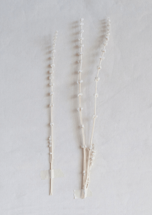 Dried Natural Lions Tail Bunch - Sweatfully