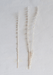 Dried Natural Lions Tail Bunch - Sweatfully