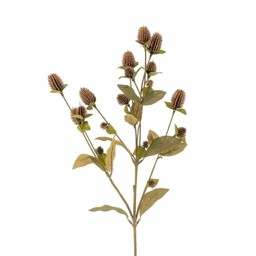 Globe Amaranth Spray - Sweatfully
