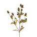 Globe Amaranth Spray - Sweatfully